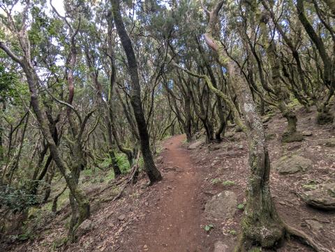 Tree-lined trail