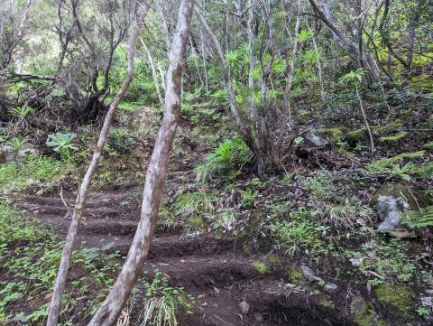 Dense vegetation throughout the trail