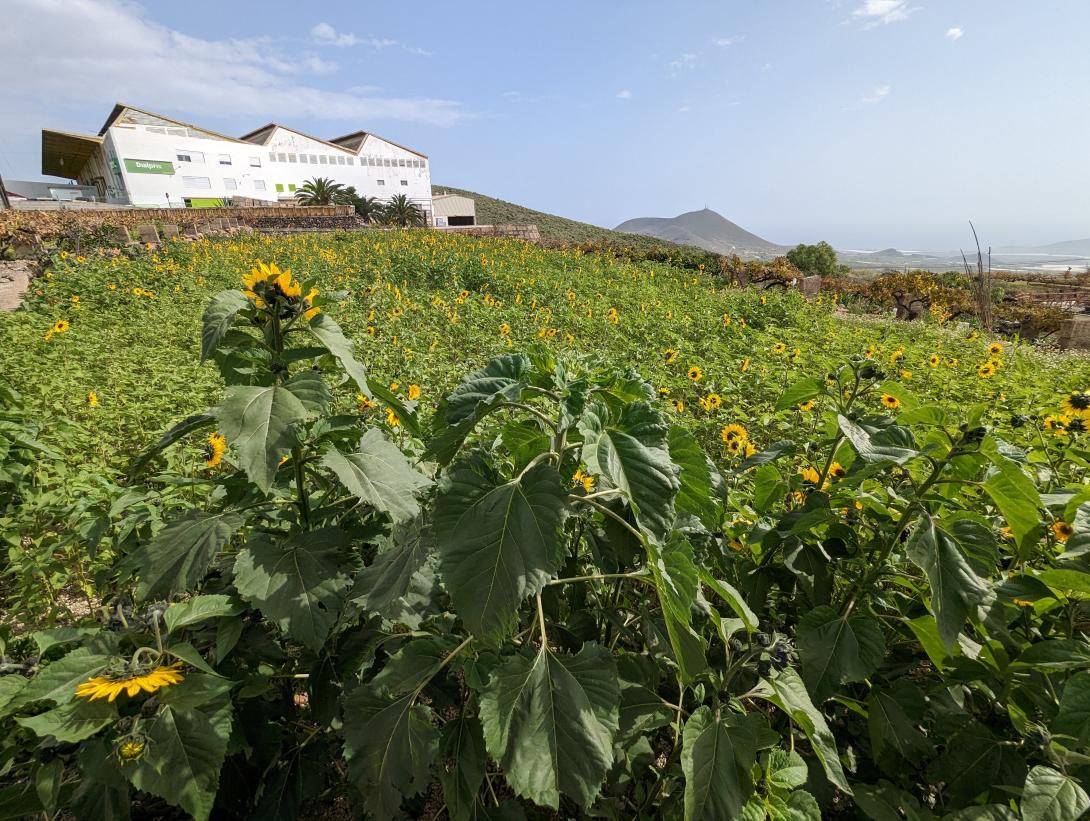 Sunflowers in San Miguel de Abona, Tenerife, Spain